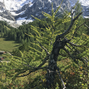 MODŘÍN DACHSTEIN